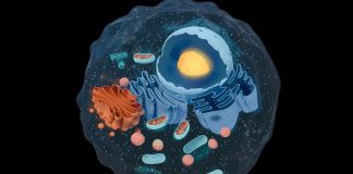 Groundbreaking discovery of protein that can bend a cell’s cytoskeleton