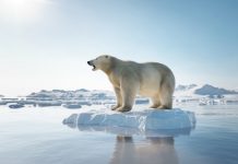 Forecasting Arctic Sea ice reductions with Artificial Intelligence technology Arctic Sea ice