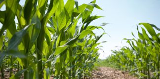 crop-killing bacteria