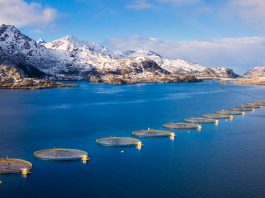 Innovation and sustainability efforts within Norwegian aquaculture