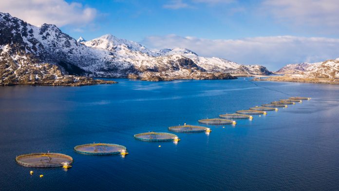 Innovation and sustainability efforts within Norwegian aquaculture
