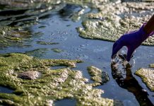 Exploring the impacts of nutrient legacies on cultural eutrophication