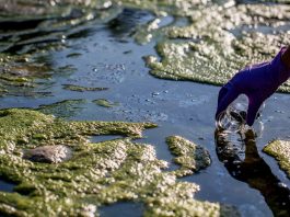 Exploring the impacts of nutrient legacies on cultural eutrophication