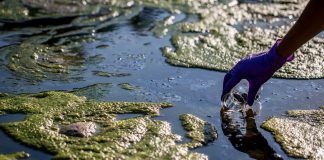 Exploring the impacts of nutrient legacies on cultural eutrophication