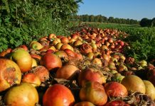 Reducing food waste with $15m grant from the National Science Foundation