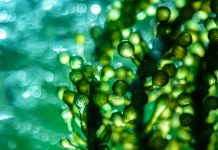 Groundbreaking technique boosts artificial photosynthesis