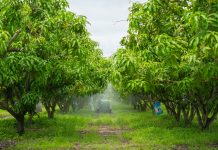 Arsenic in wells potentially reflects past pesticide use on orchards orchards