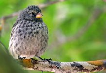 Darwin’s finches evolve to ward off avian vampire fly Darwin's finches