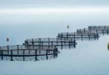 The changing face of the Norwegian aquaculture industry