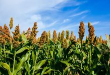 Bioenergy sorghum root tackles issues with carbon dioxide and carbon Carbon