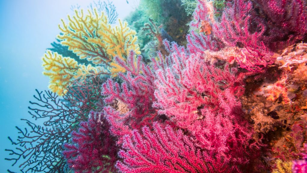 Mediterranean-coral-1024x576.jpg