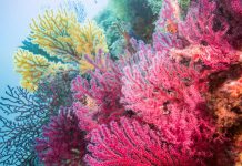 The Mediterranean coral populations deplete amidst climate change coral reef