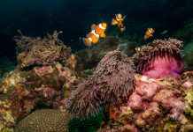 Sea anemone’s survival rates drop drastically amid current marsh pollution Nematostella