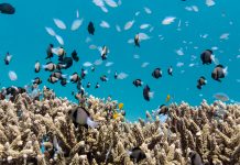 Bleached coral reefs continue to supply nutritious food for fisheries ecosystem