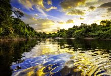 Scientists urge for drastic measures to mitigate biodiversity loss Biodiversity loss