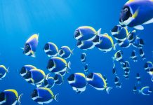 The use of Artificial Intelligence in marine biology research Marine biology research
