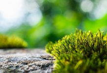 CO2 concentration is affecting the photosynthesis of peat-forming mosses CO2 concentration