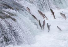 Study on salmon’s noses reveals magnetic perception across life salmon