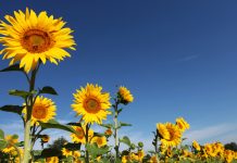 Sunflower pollination attracts bees and aids in adapting to drought Ultraviolet