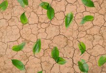 Surviving drought made easier by ancient Maya research drought