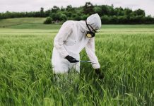 Physiological role of planteose is promising for parasitic weed control planteose