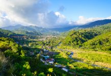 New species of rain frog named in honour of Greta Thunberg Rain frog