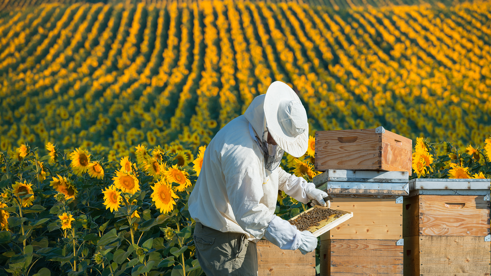 Beekeepers are struggling to keep up with farms' pollination needs