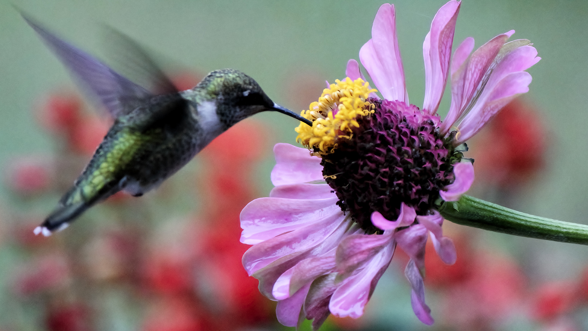 Novel study finds hummingbirds are pollinating more than bees