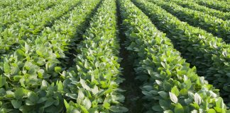 genetically modified crops