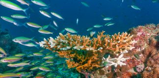 save the coral reefs