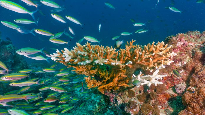 save the coral reefs