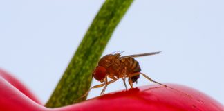 Drosophila suzukii