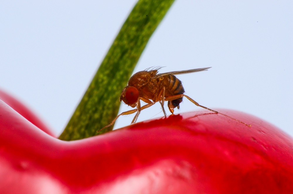 Everything You Need To Know About The Elusive Fruit Fly