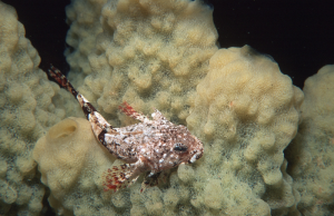 fish in Antarctic 