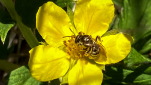 Pollination survival 