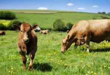 Sustainable cattle farming