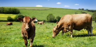 Sustainable cattle farming