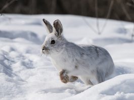 showshoe hare