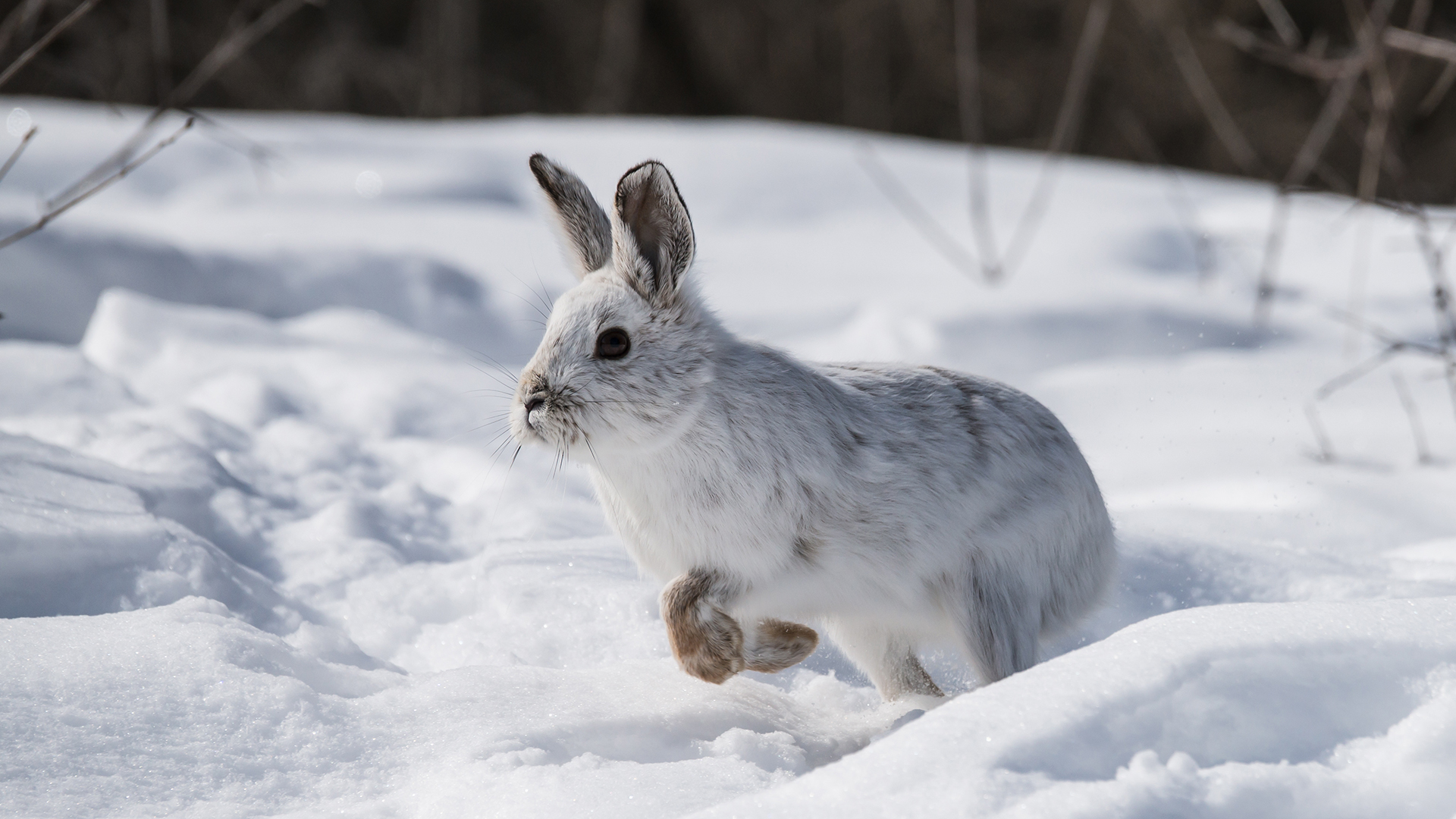 The density of snowshoe hares reveals information about forest ecosystem