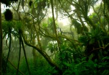 biodiversity in rainforests