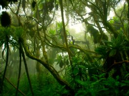 biodiversity in rainforests