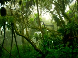 biodiversity in rainforests