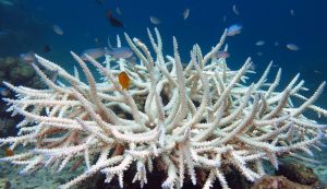 coral reef bleaching 