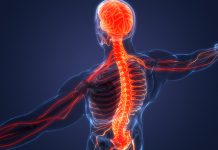 Scientists investigate the origins of the human spine Spinal Cord