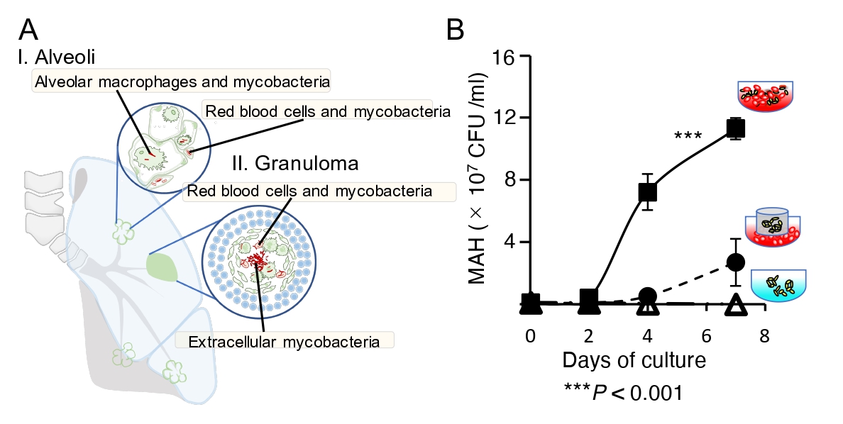 Bacteria