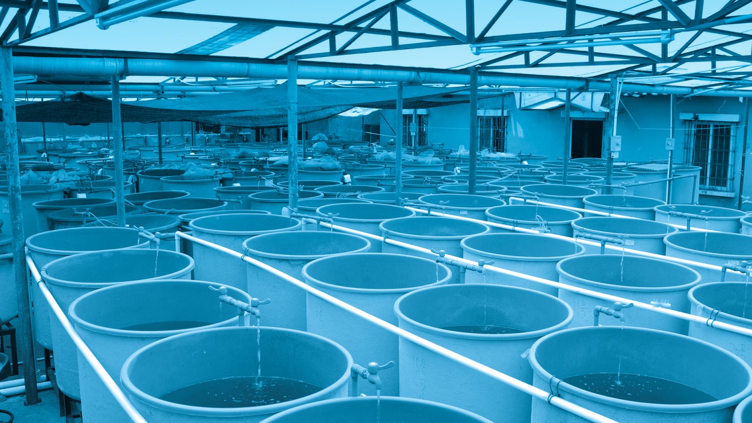 Understanding biofilter bacteria in recirculating aquaculture systems