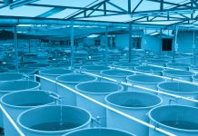 Understanding biofilter bacteria in recirculating aquaculture systems biofilter bacteria