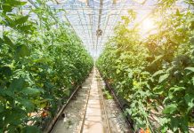 Utilising locally produced renewable energy for greenhouse lighting locally produced renewable energy