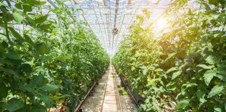 locally produced renewable energy