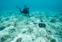 Scientists analyse coral reef bleaching to see if they can self-restore coral reef bleaching